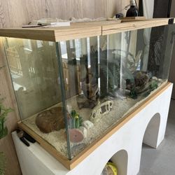  Terrarium and Ball Python Snake