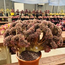 Aeonium Red Cherry Crest 