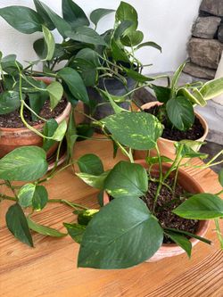 Pothos Houseplants in Terra Cotta Pots