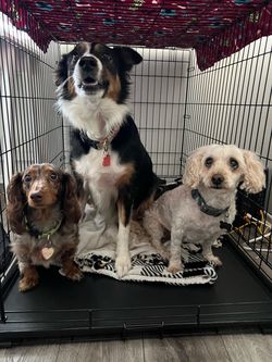 XX-Large Pet Crate