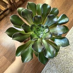 Tree Aeonium In A Cute Pot