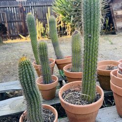 Mexican Organ Pipe Cactus (Stenocereus thurberi) – Rooted & Healthy