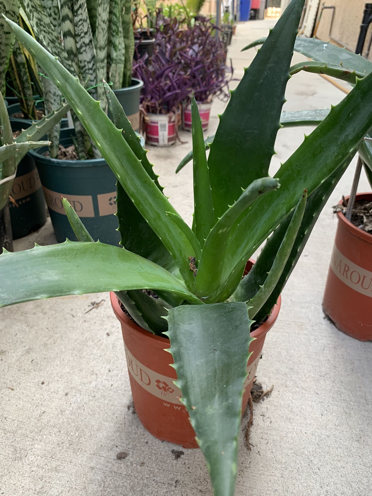 Aloe Vera Plants 🪴