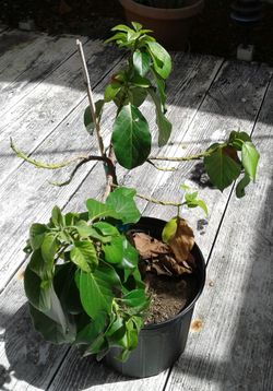 Avocado tree $30.00