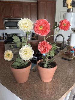 Decor Plants