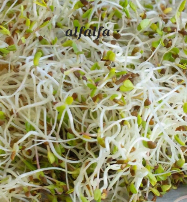 12 Pack Sprouts