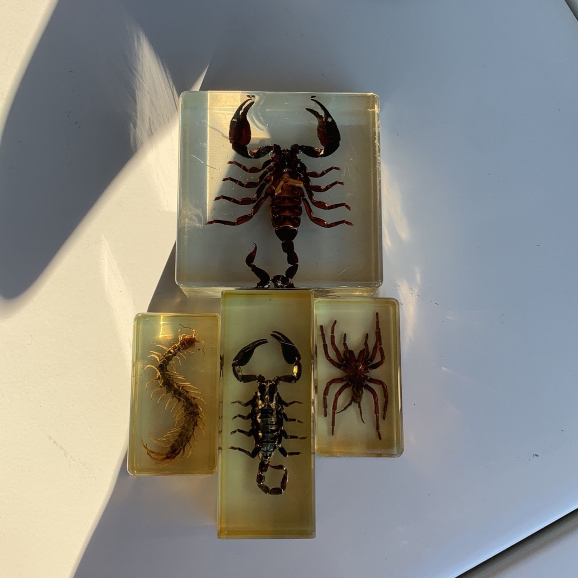 Black Scorpion spider and hundred feet