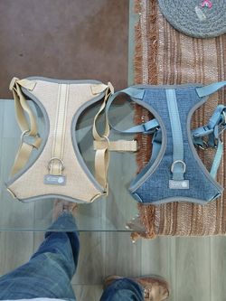 American Kennel Club (AKC) Adjustable Dog Harness