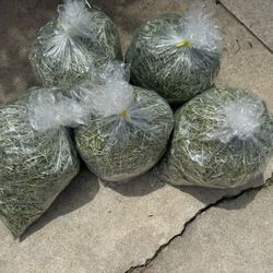 Fresh Timothy Hay available for small animals