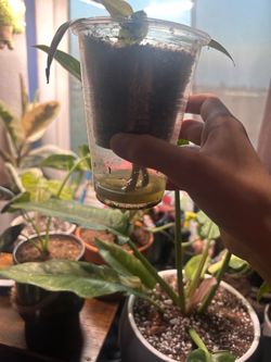 variation Philodendron white princess with pink variegated