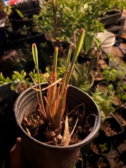 Lemongrass