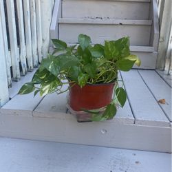 Decorative Plant  -  Plants Decorativa