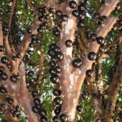 Jaboticaba Plant 