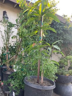 Árbol de mango rosa. ( Manga rosa )
