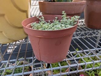 2 Succulent Plants in Plastic Pots