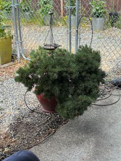 Bonsai - Slow-Po-Jack Pine tree with pot