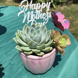 Mothers Day Flowers Succulents