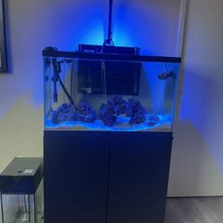 Saltwater Aquarium