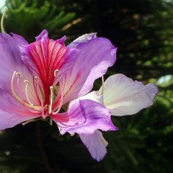 Arboles De Pata De Vaca 1gallon 3ft Tall 