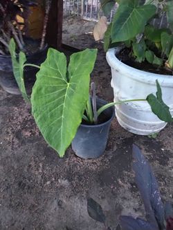 Very big tropical elephant ear