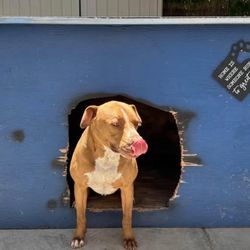 XXL Dog House $200 OBO