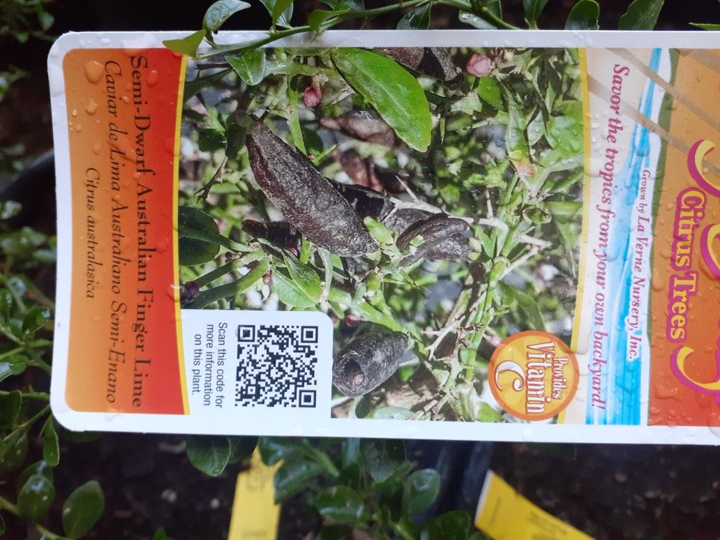 Australian finger lime 5gls $30