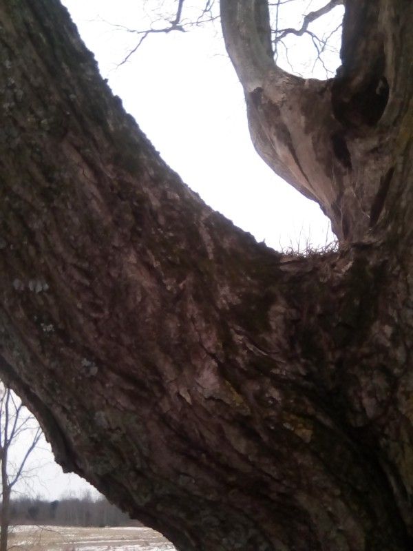 Big Oak Tree Hard Wood, It's Right At Your Truck For Cutting ,and Loading Probably A Years Worth Of fire Wood (FREE)