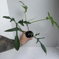 Philodendron glad Hands 