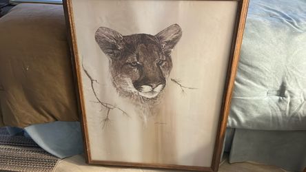 Framed Mountain Lion Art Print