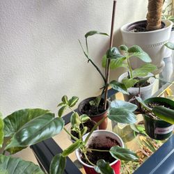 Bundle Of 5 Indoor Plants