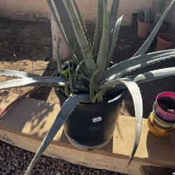 Oli Vera Plants 🪴 