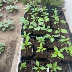 Vegetable Seedling Plants For Sale