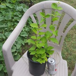 Fragrant Jasmine plant blooming