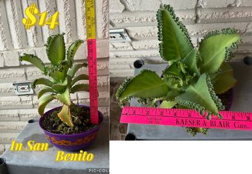 Plant, Mother of Thousands plant for sale
