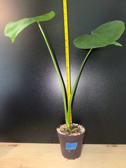 Monstera Deliciosa