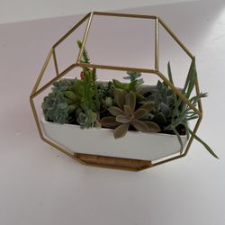 various succulents in a white container 