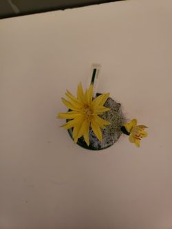 Ashland Cactus Succulents New with Tag real like