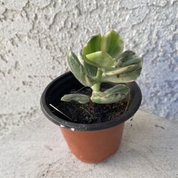 3 Inch Pot Succulent Plant Crassula Ovata Variegated -  Lemon Lime Jade - Rooted & Established - Drought Resistant 🪴 