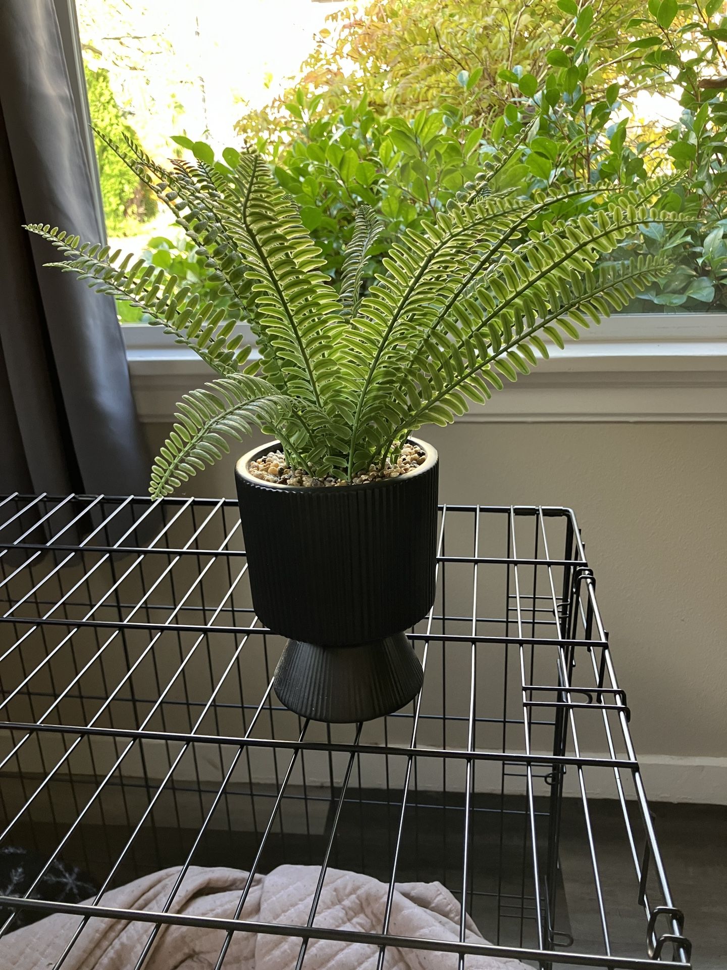 Small Fern Plant (Fake)