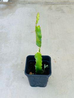 Red Dragon Fruit 🪴 plants