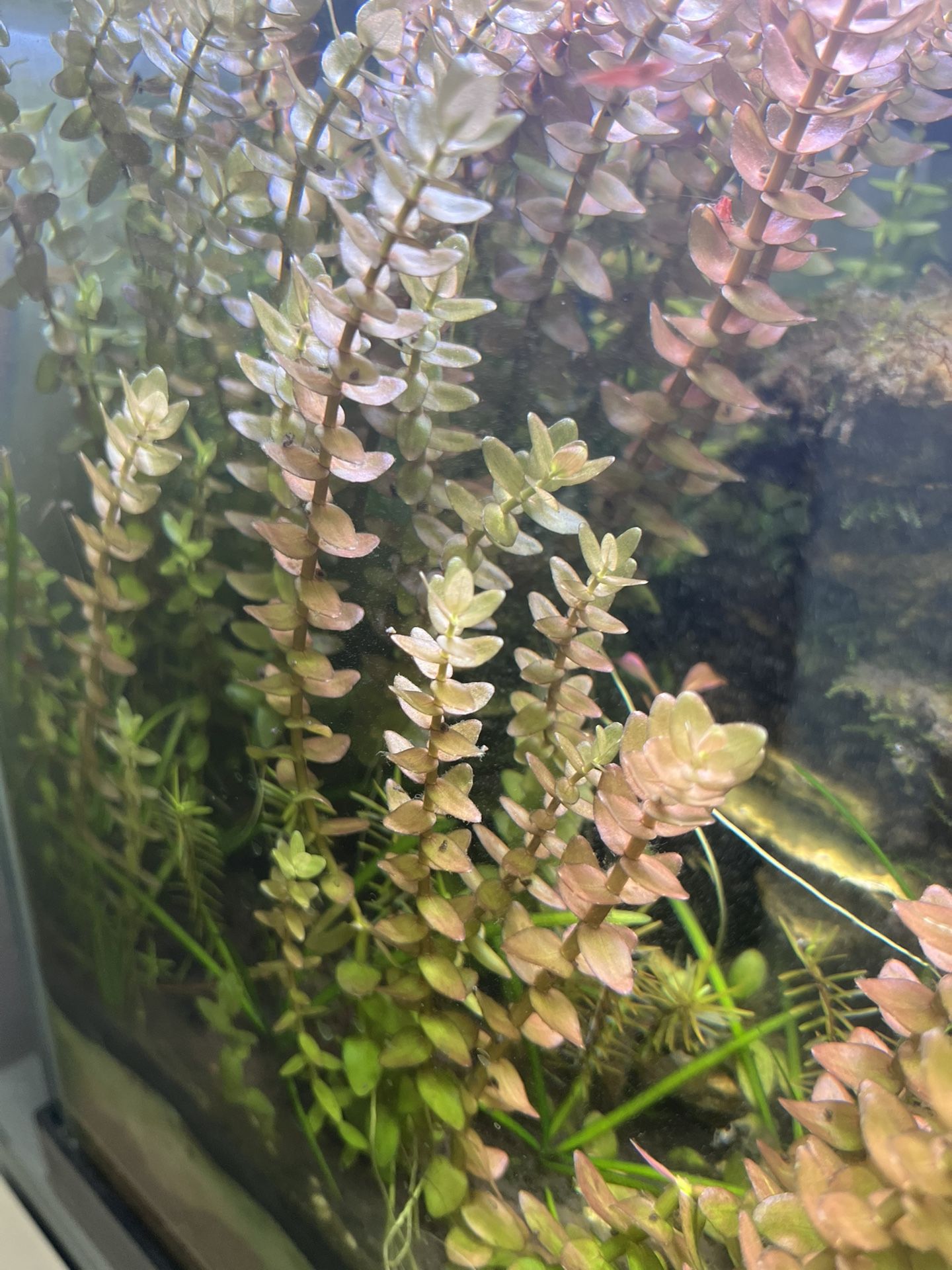 Rotala rotundifolia And Rotala Wallichii