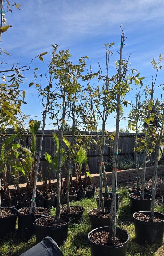 Pecan Tree Grafted 15gallones 8pies