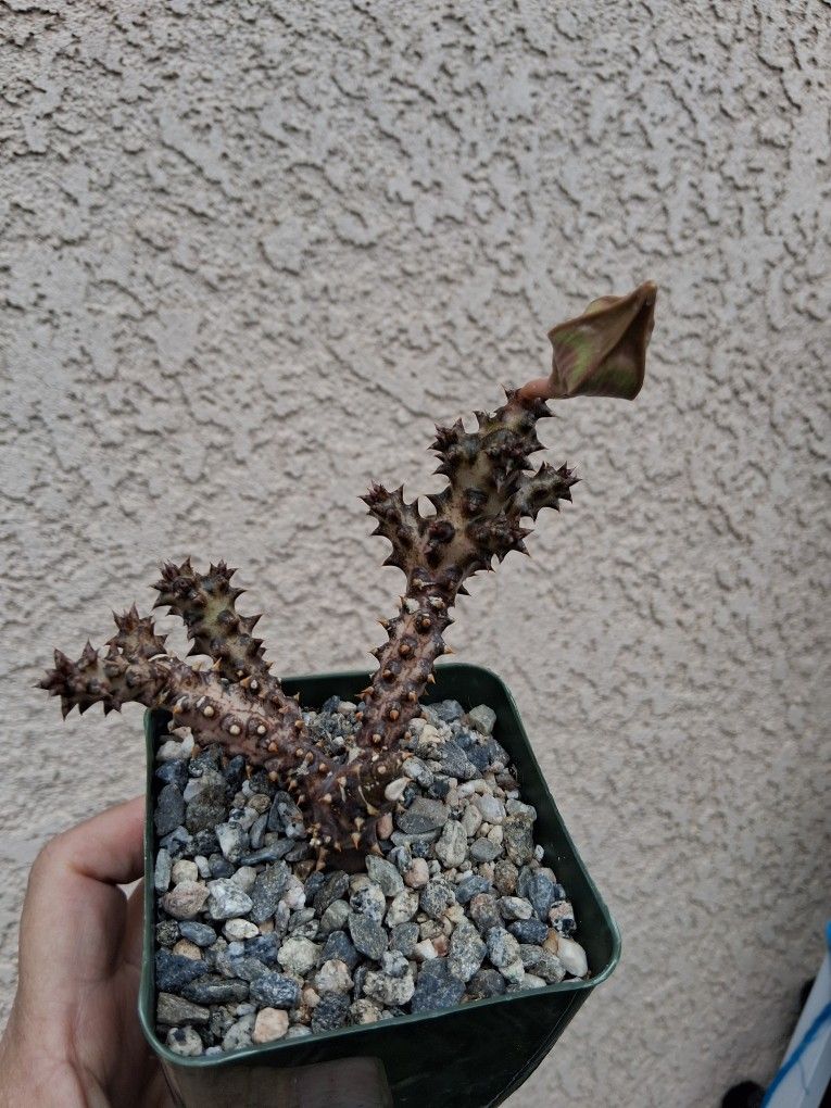 RARE. Edithcolea Grandis Plant $23