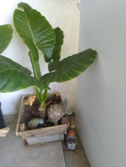Horejas de elefante