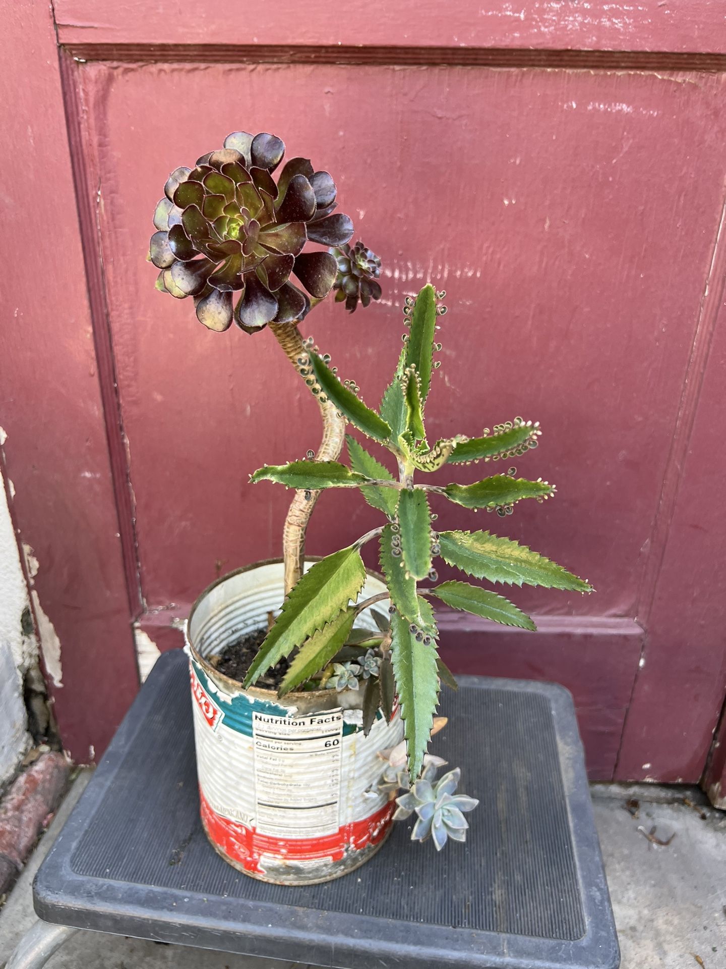 Succulents