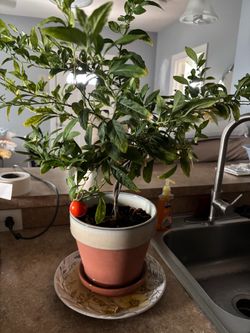 Jerusalem Cherry Tree. House Plant **READ BELOW (Johnstown Ohio)