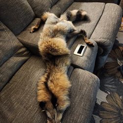 Fox pelts