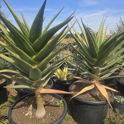 Aloe Hercules Palm