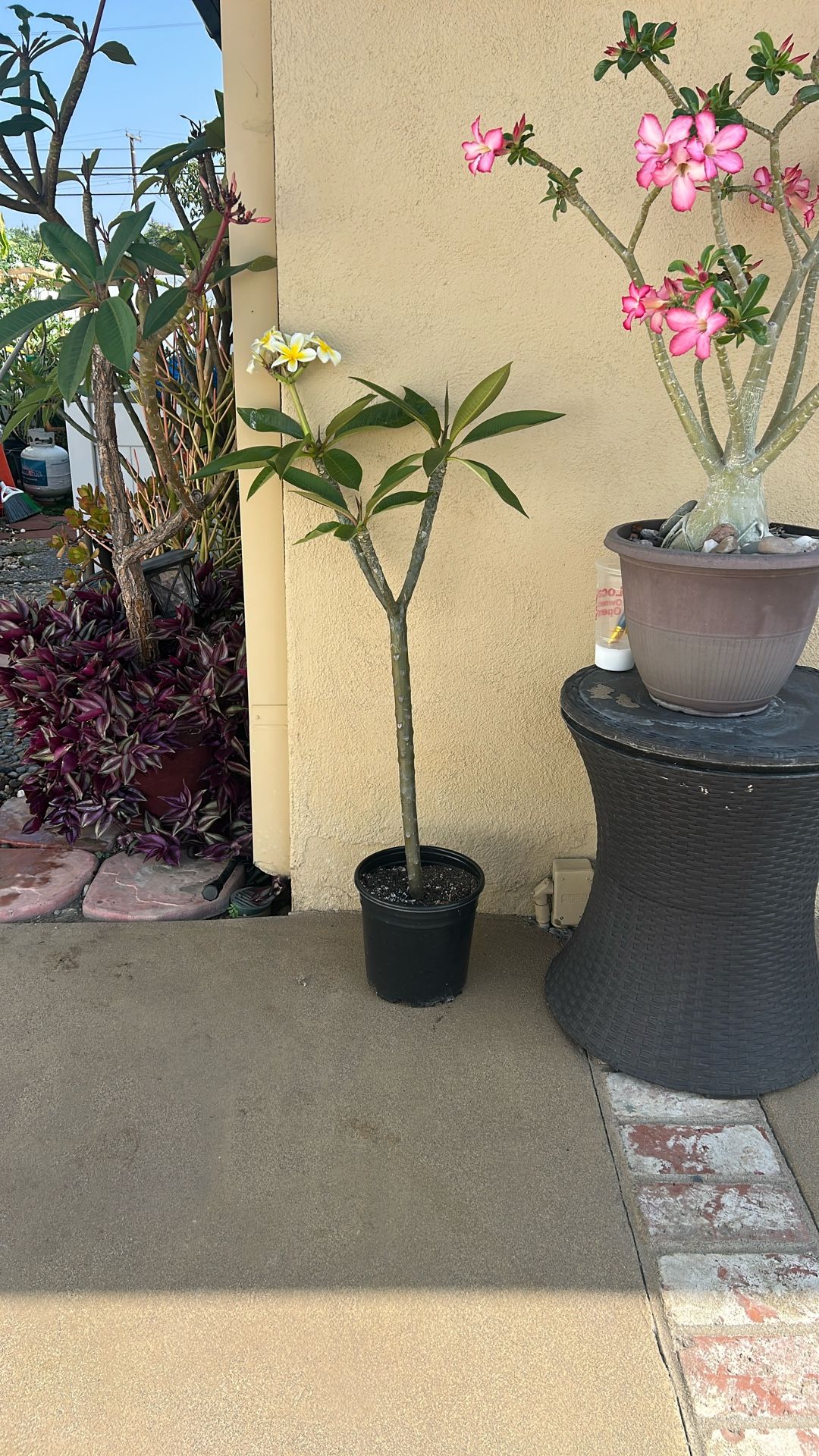 41”plumeria Tree 2 Years Old Now Blooming Yellow And White Peach Scent