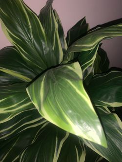 Artificial plant